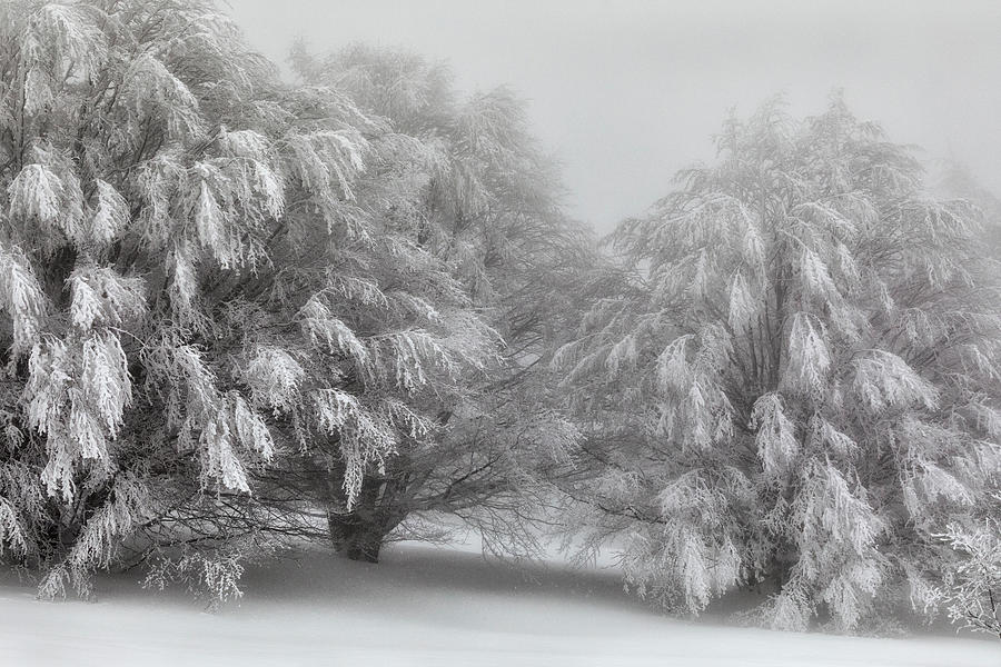 Mountain Photograph - Snow-covered Trees by Paolo Bolla