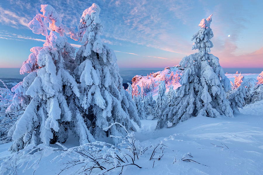 Snow Covered Trees Digital Art by Reinhard Schmid