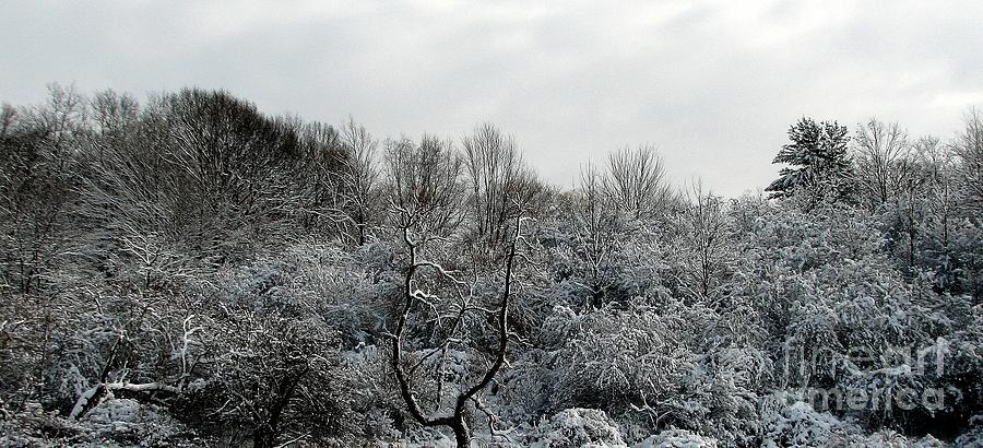 Snow Covered Trees Photograph by Rose Santuci-Sofranko