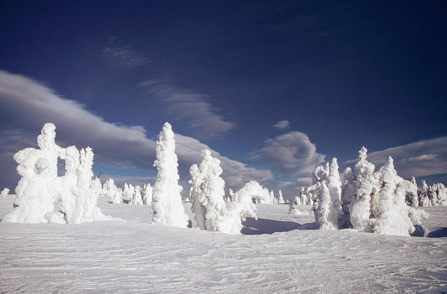 Snow Covered Trees, Yellowstone Photograph by Medioimages/photodisc