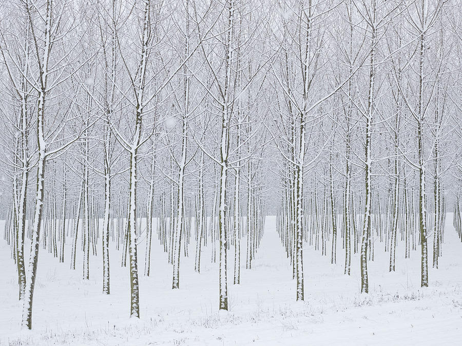 Snow Covered Tress In Planted Forest Photograph by Ascent/pks Media Inc.