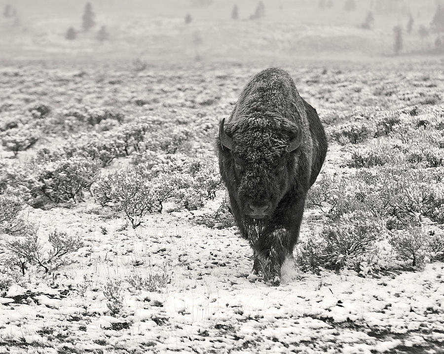Snow Covered Yellowstone Bison Photograph by Photo By Dcdavis Snow Covered Yellowstone Bison Photograph by Photo By Dcdavis