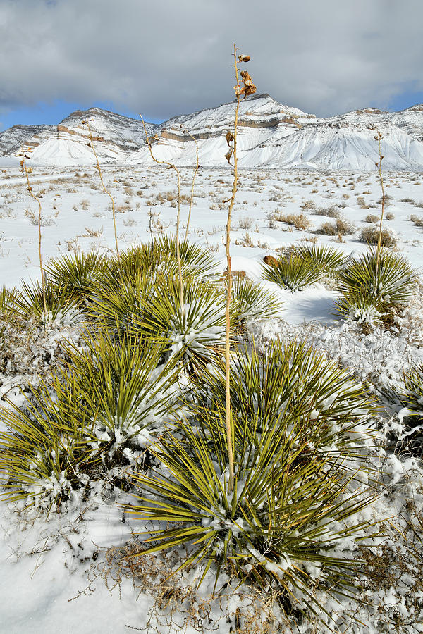 Snow Covered Yucca and Book Cliffs Photograph by Ray Mathis