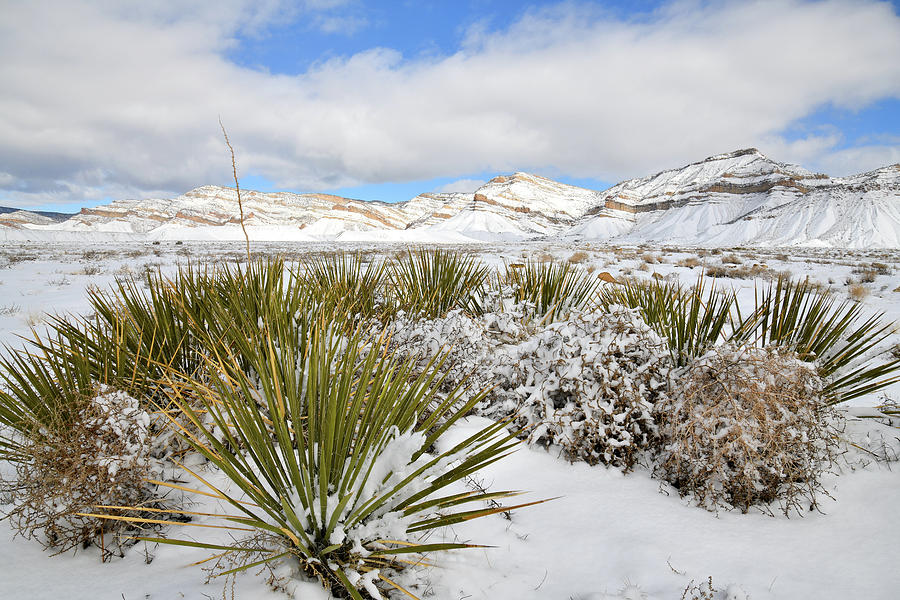 Snow Covered Yucca near Book Cliffs Photograph by Ray Mathis