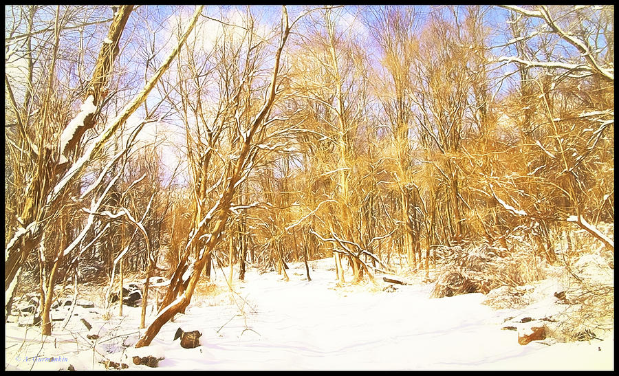 Snow Covering a Forest Path Digital Art by A Macarthur Gurmankin