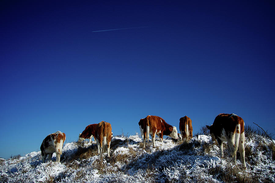 Snow Cows In The Dunes Photograph by Jan Klomp