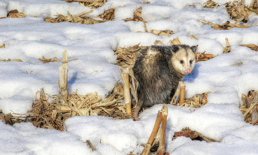 Snow Critter Photograph by J Laughlin