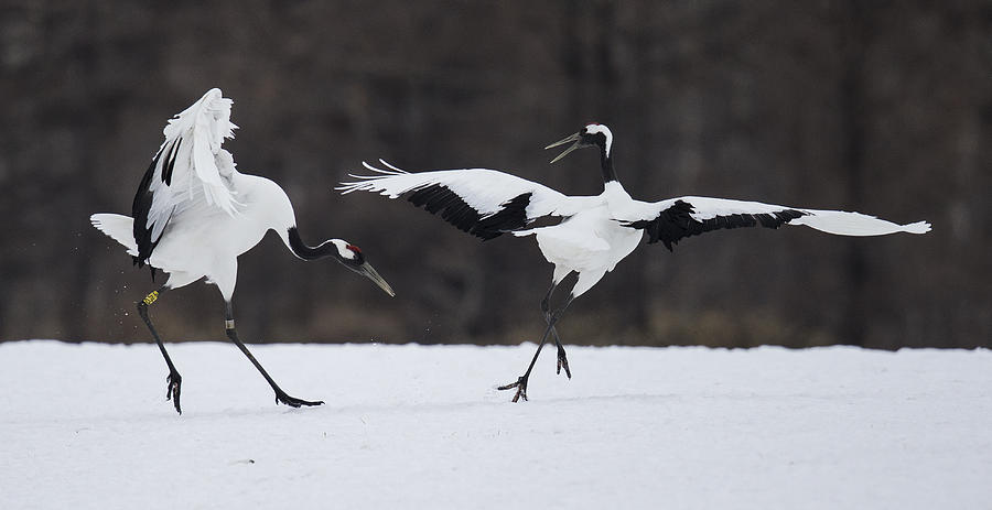 Crane Photograph - Snow Dance by C.s.tjandra