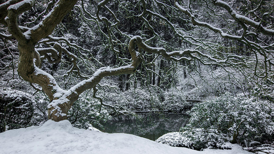 Snow-Dappled Garden Photograph by Don Schwartz