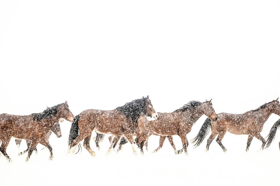 Horse Photograph - Snow Day by Kate Wiltshire