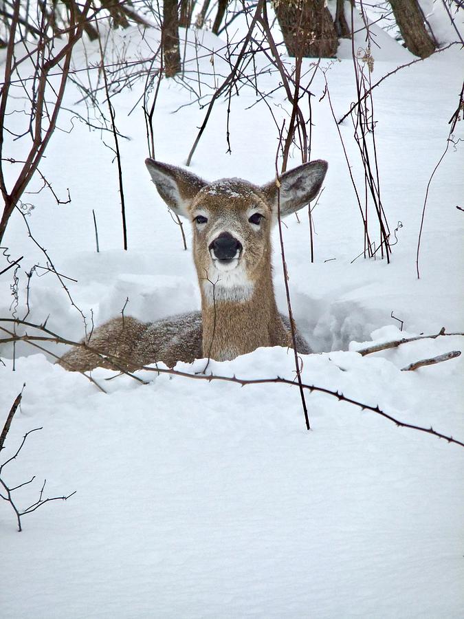 Snow Deer Photograph by Kathy Chism