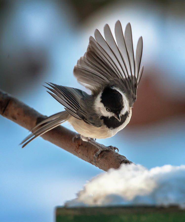 Snow Diving Chickadee Photograph by Jim Moore