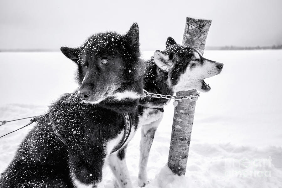Snow Dogs Photograph by Becqi Sherman
