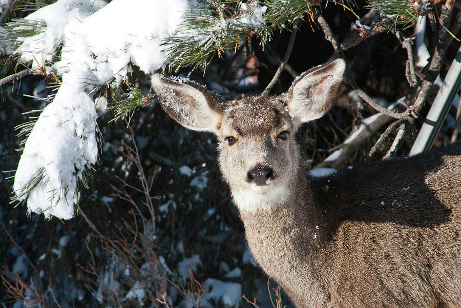  Snow-dusted Female Mule Deer Photograph by Cascade Colors