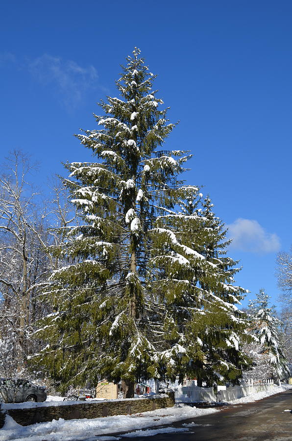 Snow Dusted Fir Tree Photograph by Richard Pross - Fine Art America