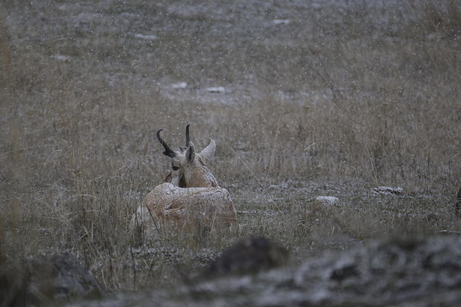 Snow dusted Yellowstone pronghorn Photograph by C Ribet
