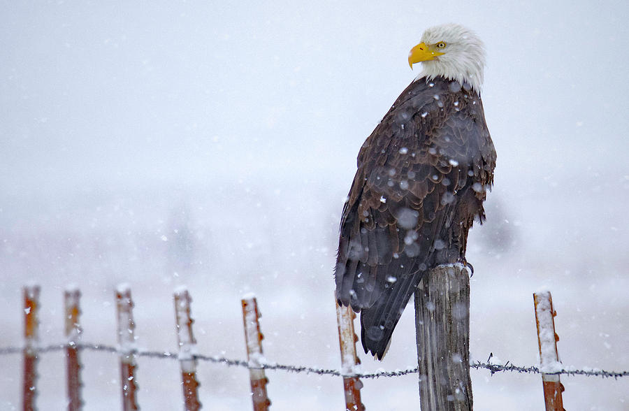 Snow Eagle Digital Art by Troy Wright - Fine Art America