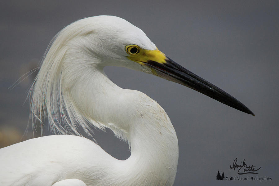Snow Egret Portrait by David Cutts Snow Egret Portrait by David Cutts