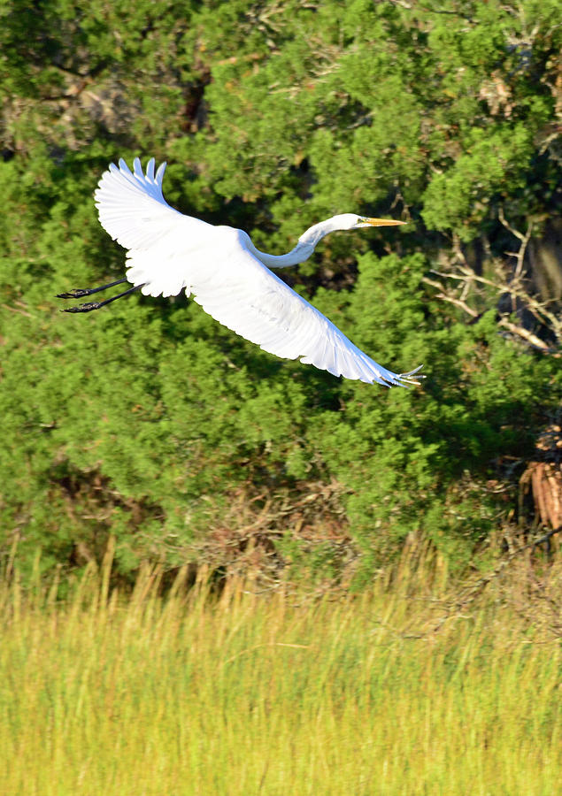 Snow Egret Soaring Above the Marsh Photograph by Bruce Gourley