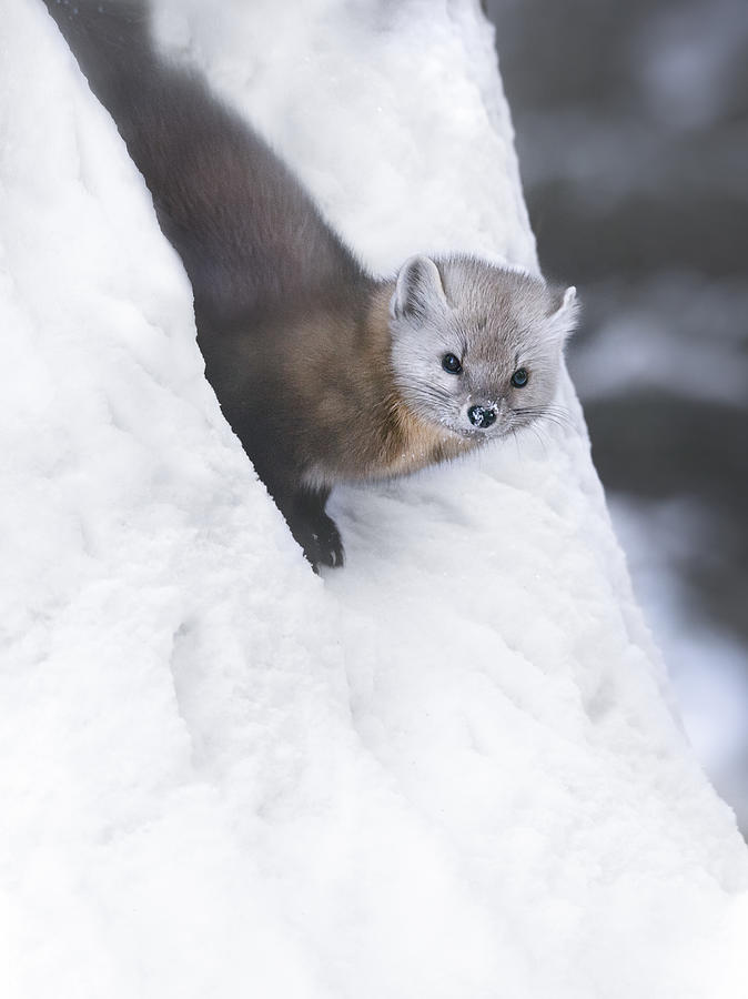 Nature Photograph - Snow Elf  Pine Marten by Yao Zheng