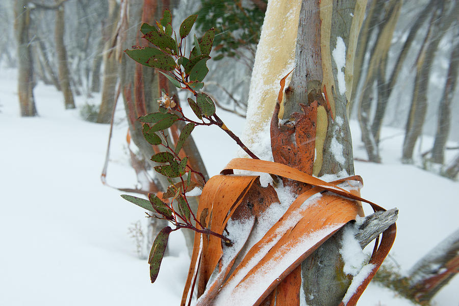 Snow Eucalyptus In The Mt. Hotham Ski Area, Victoria, Australia Photograph by Don Fuchs