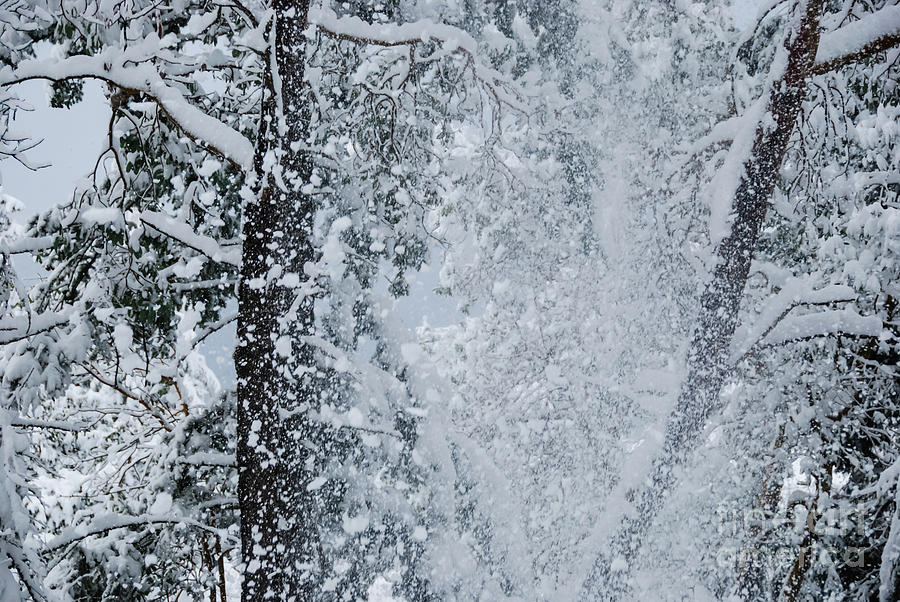 Snow Falling Photograph by Jill Greenaway