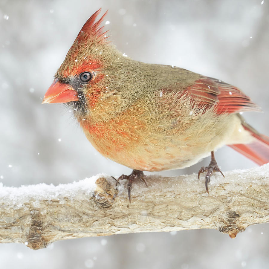 Snow falls around a Cardinal Photograph by Jim Hughes