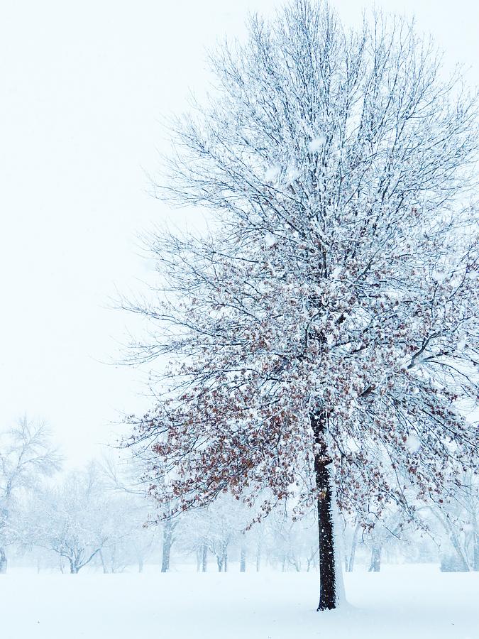 Snow Flocked Tree  Photograph by Lori Frisch