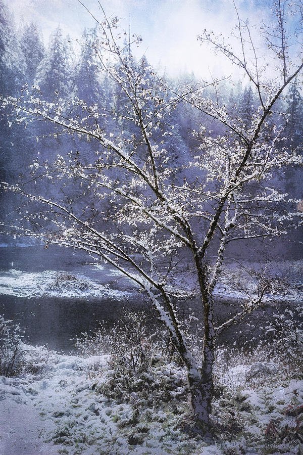 Snow Flowers Whimsy by Belinda Greb Snow Flowers Whimsy by Belinda Greb