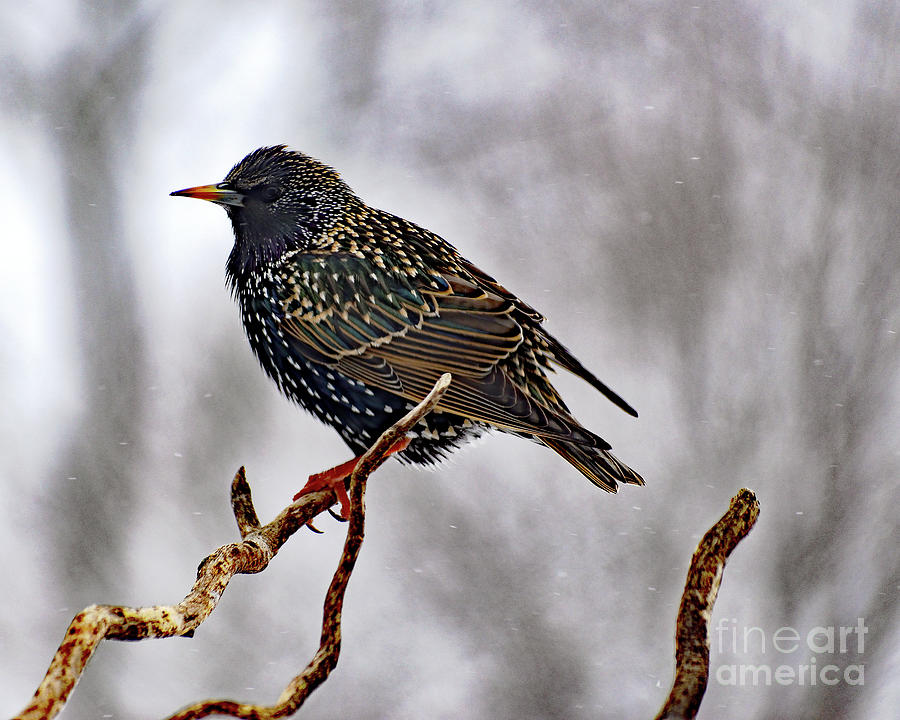 Snow Flurries And A European Starling Photograph