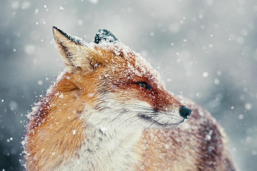 Christmas Photograph - Snow Fox Series - Fox Face by Roeselien Raimond