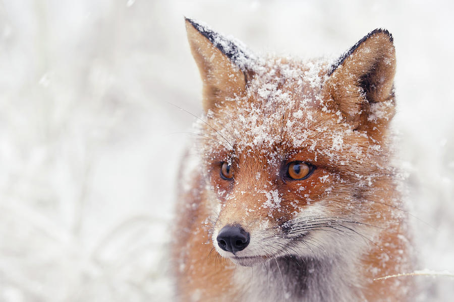 Winter Photograph - Snow Fox Series -Foxy Face by Roeselien Raimond