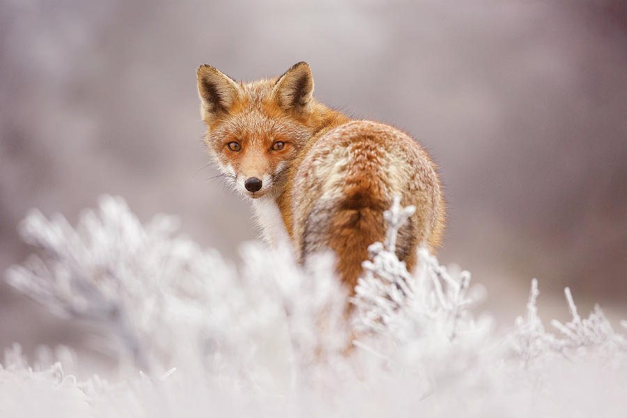 Winter Photograph - Snow Fox Series -Frosty Fox by Roeselien Raimond