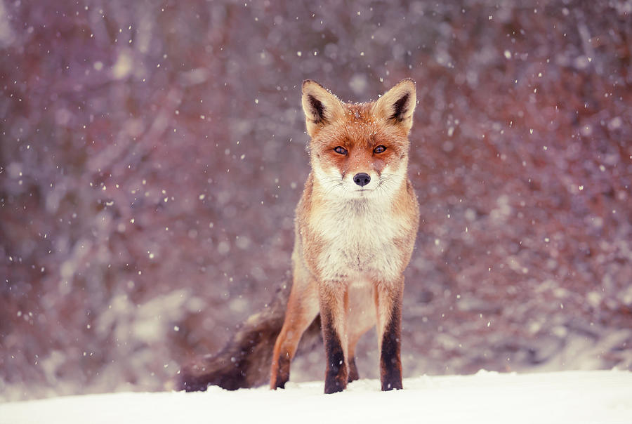 Fox Photograph - Snow Fox Series - Mrs. self assured, not insecure by Roeselien Raimond