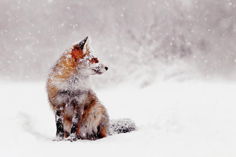 Winter Photograph - Snow Fox Series - Red Fox Sitting in a snow world by Roeselien Raimond