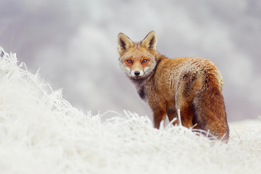 Series fox. Красивые картинки лисиц. Лиса забавные фото. Какие бывают лисы.