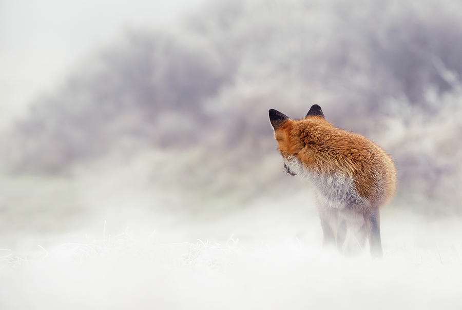 Fox Photograph - Snow Fox Series - What Lies Behind by Roeselien Raimond