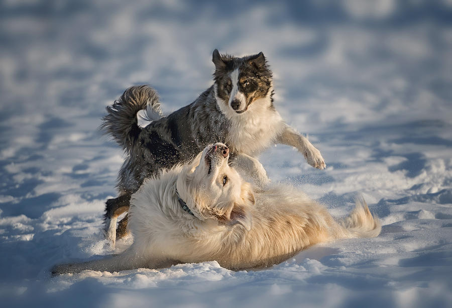 Dog Photograph - Snow Fun by Shi & Wei