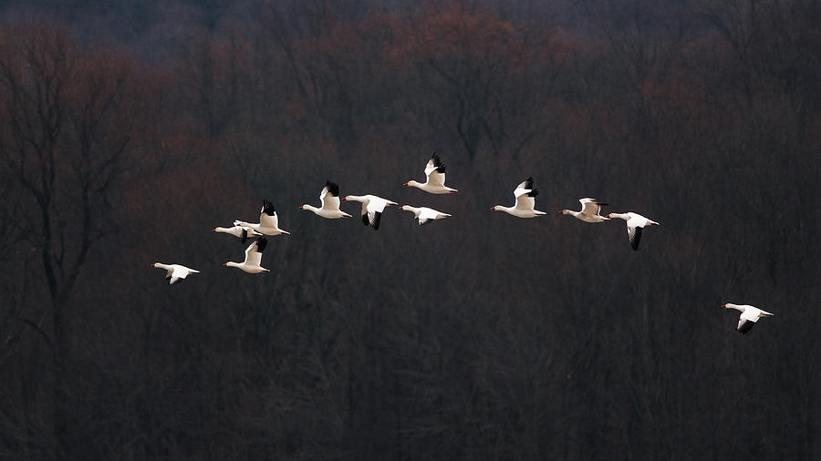 Austin Photograph - Snow Geese #2 by ??? / Austin Li
