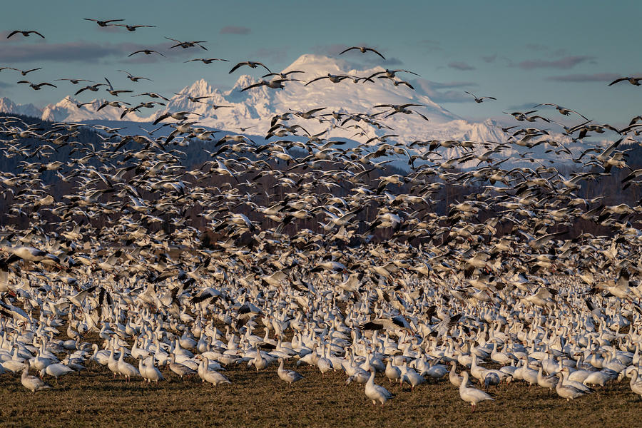 Snow Geese and Mount Baker Photograph by Mark Kiver