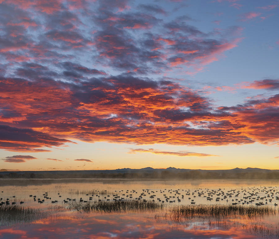 Snow Geese At Sunrise, Bosque Del Apache Nwr, New Mexico Photograph by Tim Fitzharris