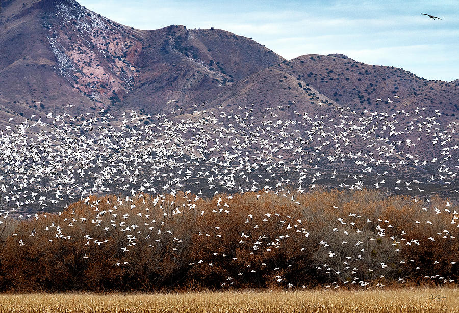 Snow Geese Confetti Photograph by Judi Dressler