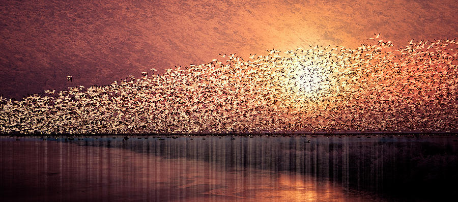 Snow Geese Photograph by Elizabeth Waitinas