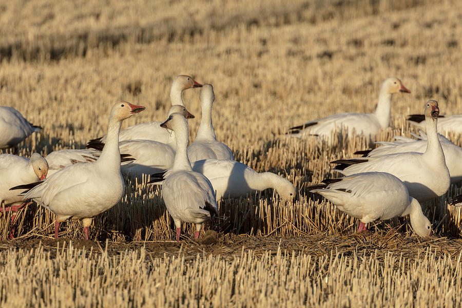 Snow Geese Flying At Freezeout Lake Photograph by Chuck Haney Fine