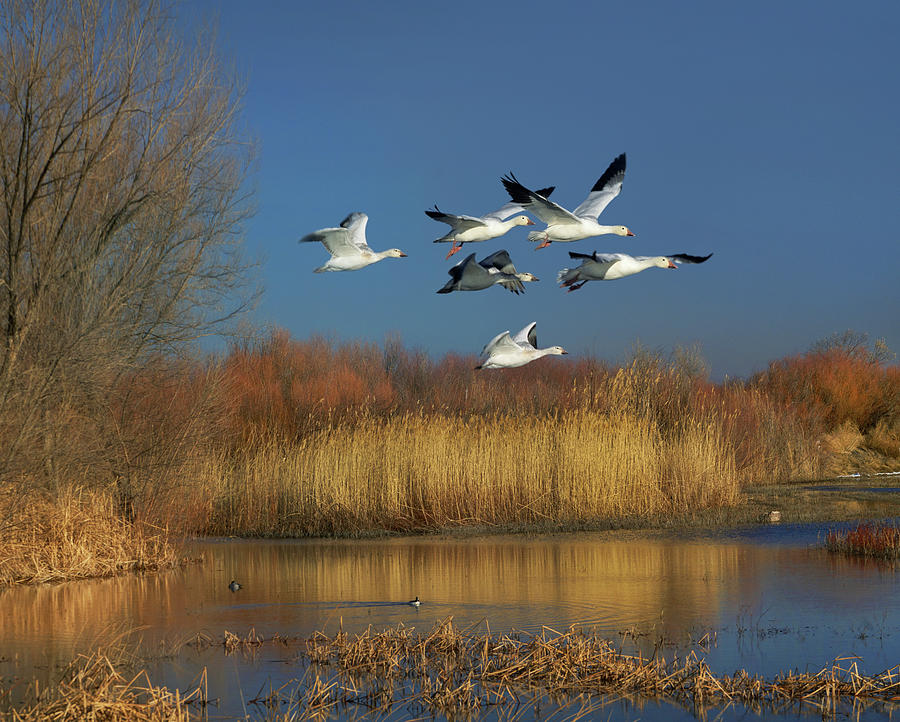 Snow Geese Flying, Bosque Del Apache Nwr, New Mexico Photograph by Tim Fitzharris