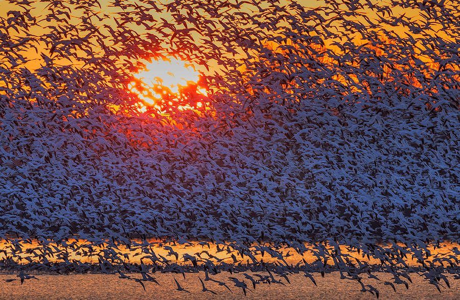 Geese Photograph - Snow Geese Flying In Sunrise by David Hua
