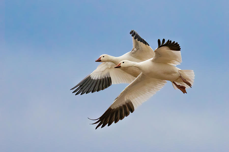 Snow Geese Photograph by Guy Wilson