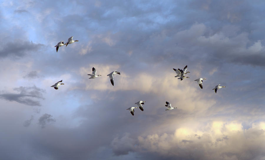 Snow Geese in Flight Photograph by John Rivera