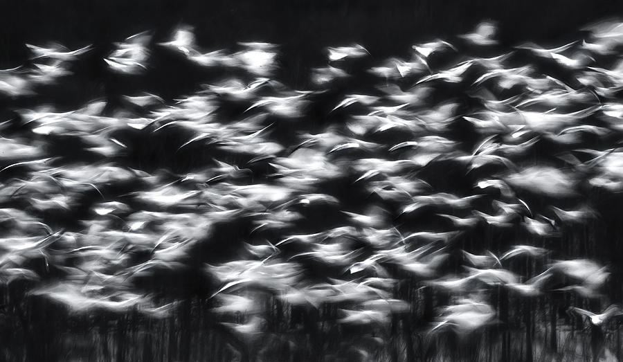 Bird Photograph - Snow Geese In Slow Motion by Catherine W.