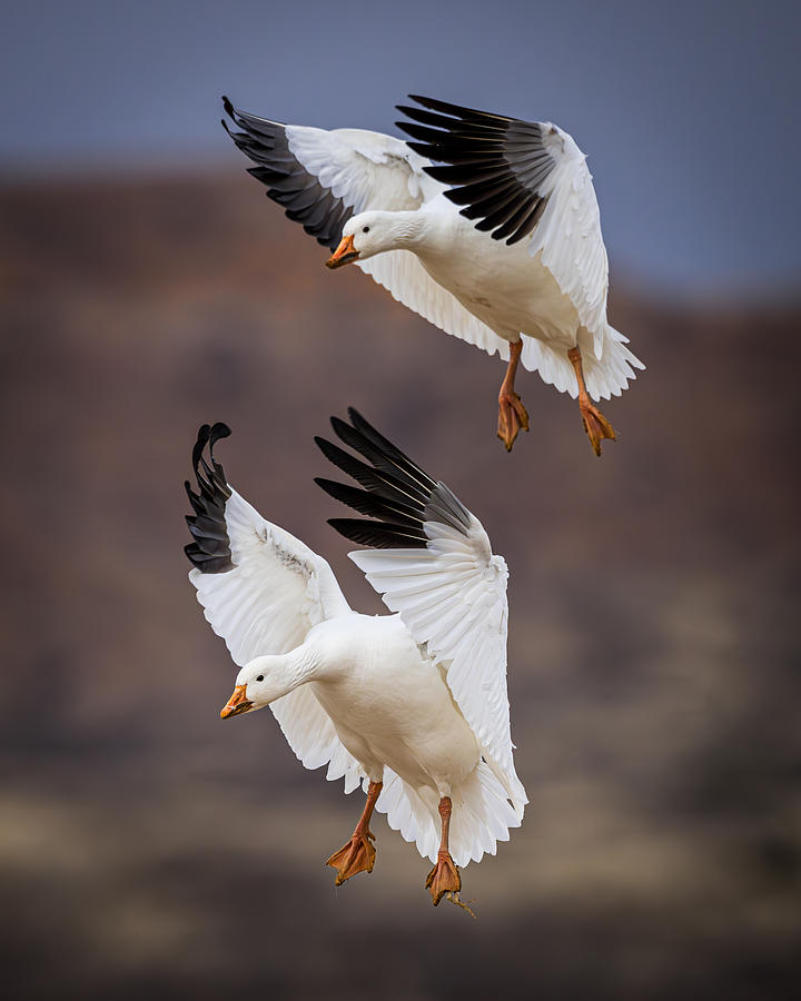 Snow Geese Landing - Bosque Del Apache National Wildlife Refuge, Nm Photograph by Wanghan Li